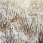 Liūto karčiai 30 kaištelių rąstams