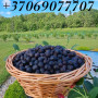 Medlievos uogos (karintai), 500 g