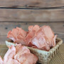 Švieži Rožinės kreivabudės grybai 500g.
