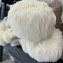 Švieži Lion's Mane grybai 500 g