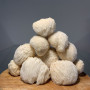 Švieži Lion's Mane grybai 500 g