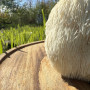 Švieži Lion's Mane grybai 1 kg