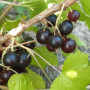 Juodieji serbentai, 1 kg