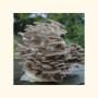 Gluosninės kreivabudės 1000 kaištelių rąstams