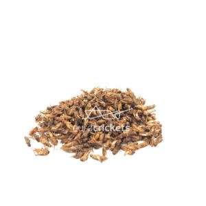 Džiovinti svirpliai – LARGE dydžio (50g)
