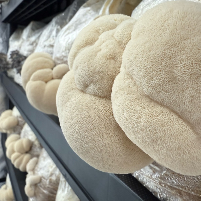 Švieži Lion's Mane grybai 500 g