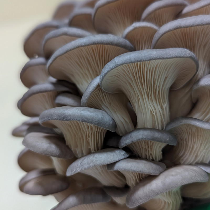 Švieži Pilkosios kreivabudės grybai 500 g