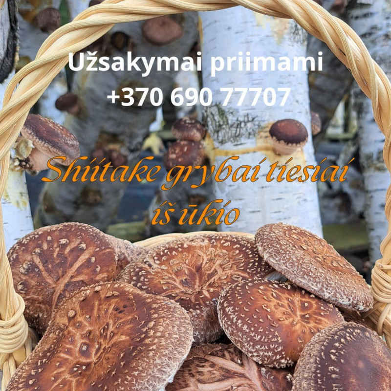 Shiitake grybai iš ūkininko ūkio, 300 g