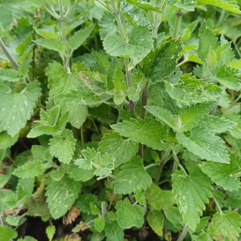 Citrininės Mėtos Sodinukas