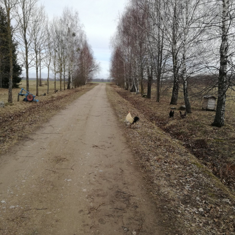 Laisvai besiganančių vištų kiaušiniai