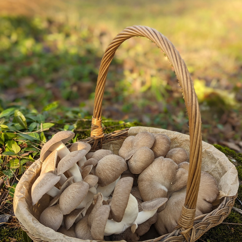 Švieži, Juodosios perlinės kreivabudės, grybai 500 g