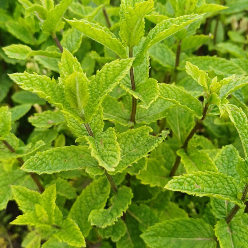 Mojito Mėtos Sodinukas