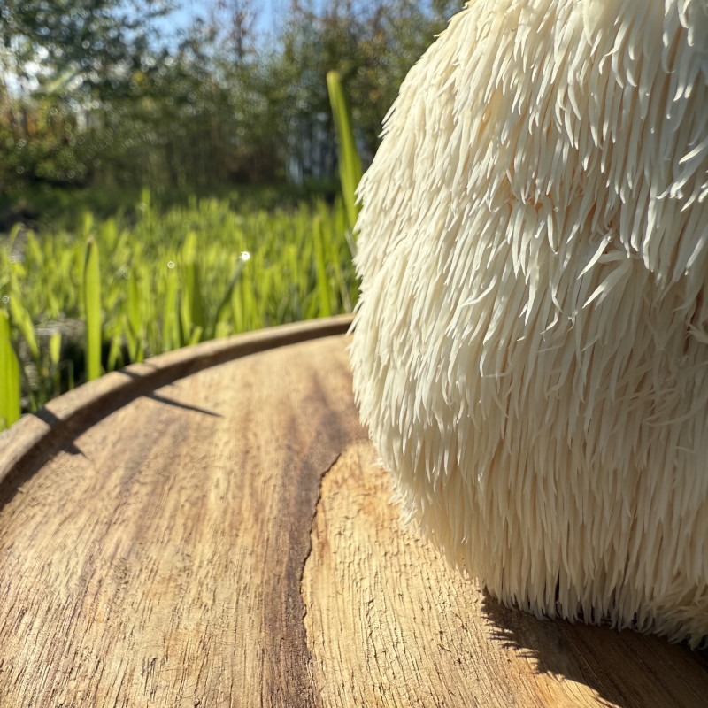 Švieži Lion's Mane grybai 500 g