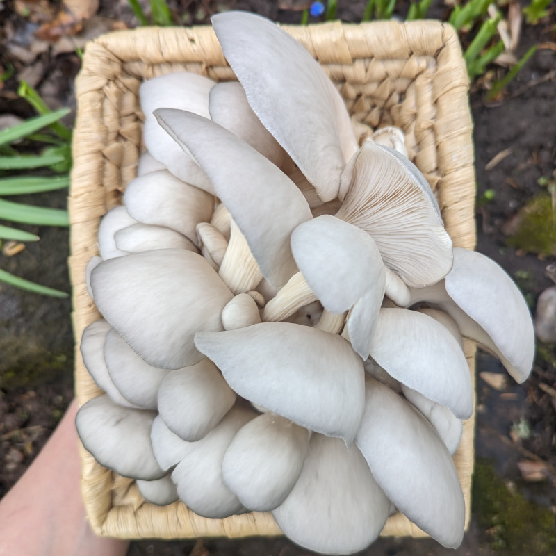 Švieži Pilkosios kreivabudės grybai 1 kg