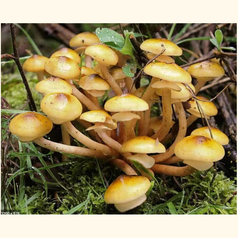 Paprastasis kelmutis 30 kaištelių rąstams