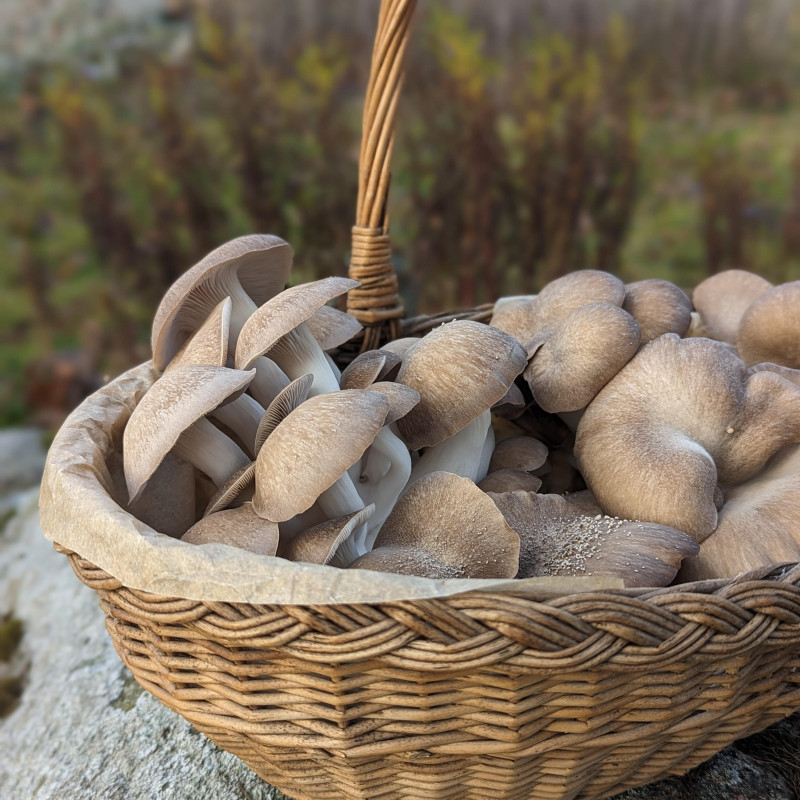 Švieži, Juodosios perlinės kreivabudės, grybai 1kg