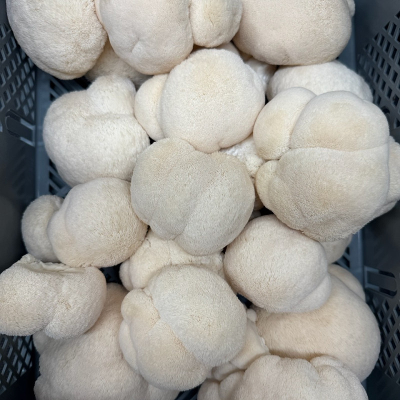 Švieži Lion's Mane grybai 1 kg