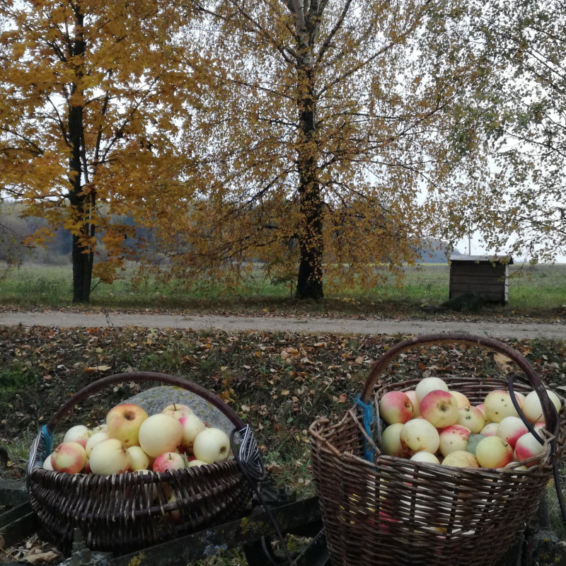 Obuoliai „Lietuvos pepinas“