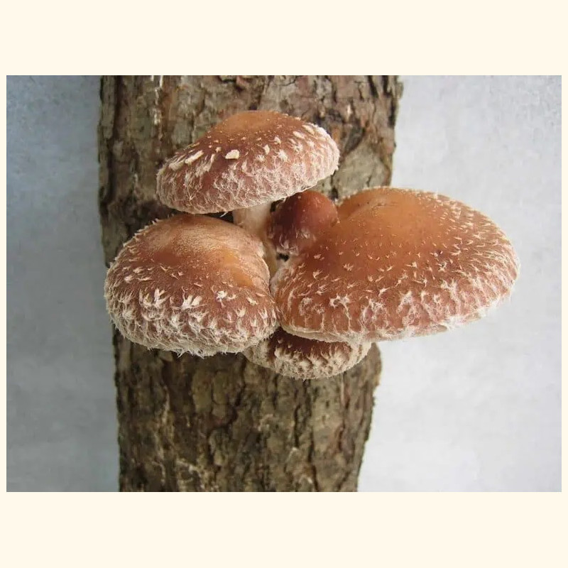 Shiitake 1000 kaištelių rąstams