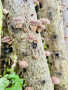 Shiitake grybai 200g