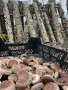 Shiitake grybai 200g